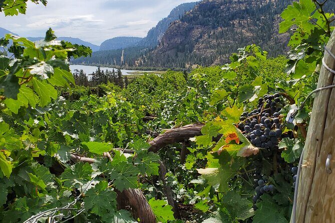 Okanagan Falls Private Wine Tour - Full Day - What Makes This Tour Worth Considering?