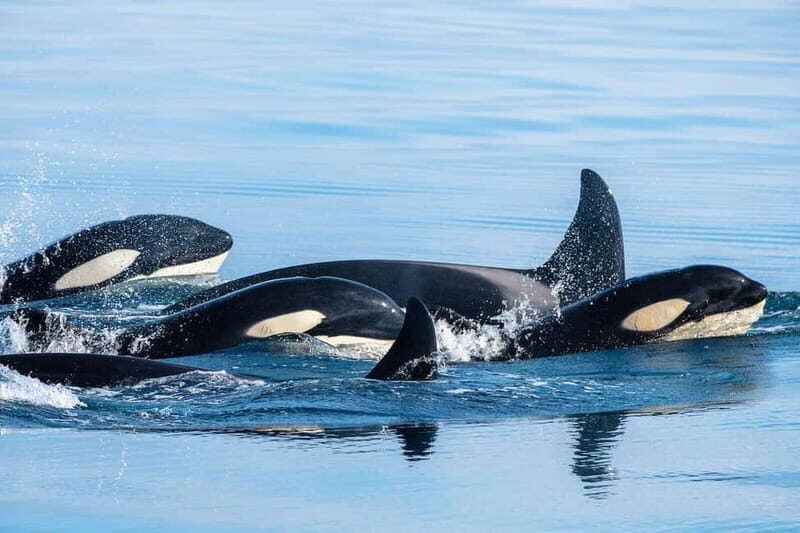 Ólafsvík: Whale Watching Tour - Key Points