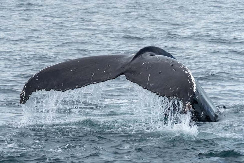 Ólafsvík: Whale Watching Tour - An In-Depth Look at the Ólafsvík Whale Watching Experience