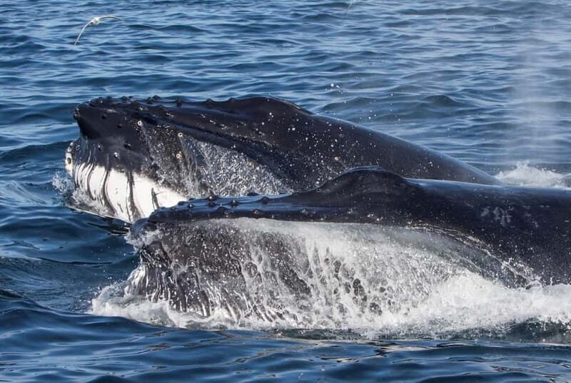 Ólafsvík: Whale Watching Tour - Frequently Asked Questions