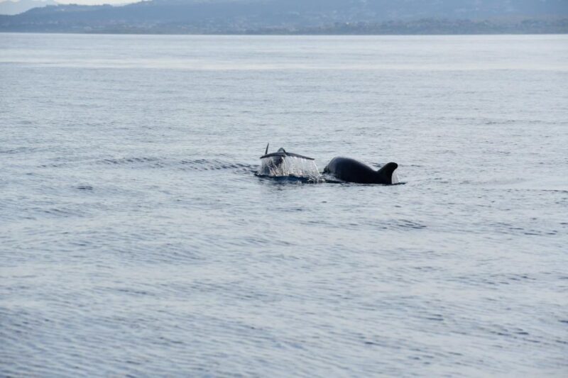 Olbia: Dolphin Watching and Snorkeling Boat Tour - What the Tour Looks Like in Practice