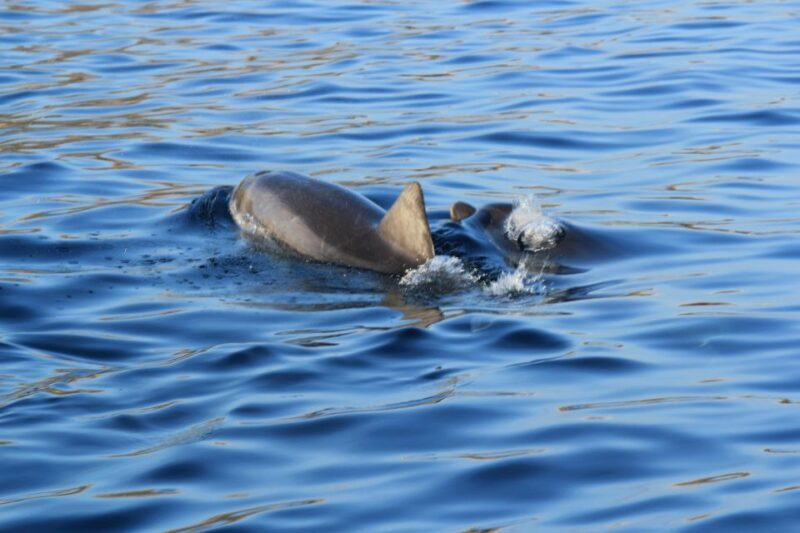 Olbia: Dolphin Watching and Snorkeling Boat Tour - An Authentic Sardinian Sea Adventure