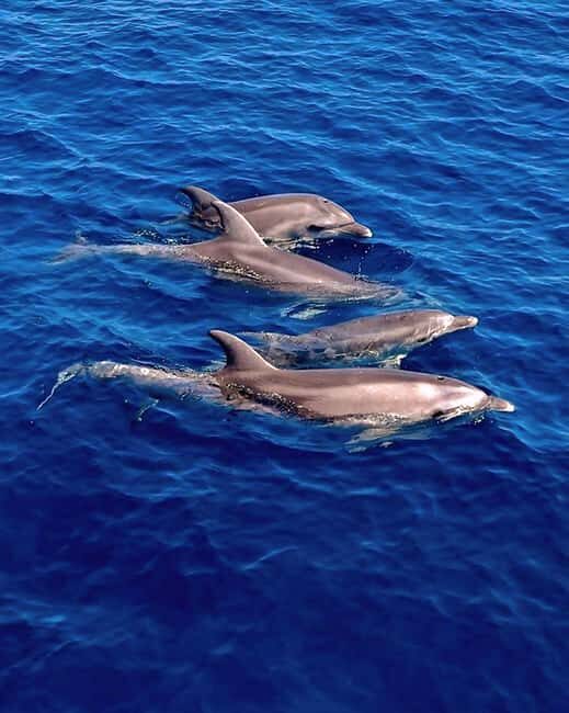 Olbia: Dolphin Watching & Snorkeling Boat Tour near Figarolo - Key Points