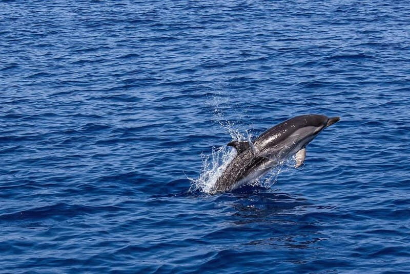 Olbia: Dolphin Watching & Snorkeling Boat Trip - Key Points
