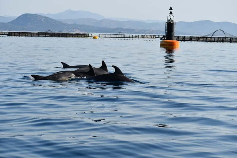 Olbia: : ecological boat trip for dolphin spotting - What to Expect from Your Dolphin Spotting Tour