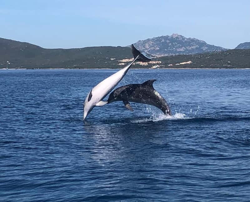 Olbia: : ecological boat trip for dolphin spotting - Real Travelers’ Perspectives