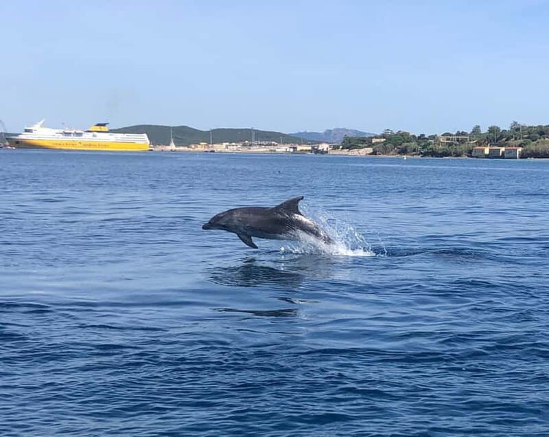 Olbia: : ecological boat trip for dolphin spotting - Who Is This Tour Best For?