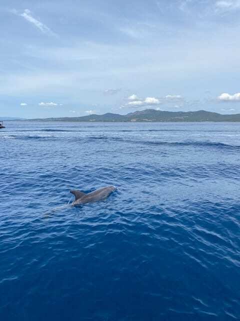 Olbia: Sunset and dolphin watching - What to Expect From the Details