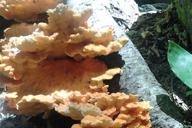 Old Growth Forest Cascade - The Value of This Tour