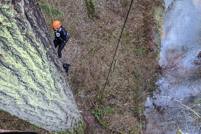 Old-Growth Tree Climbing at Silver Falls State Park - Authentic Traveler Feedback
