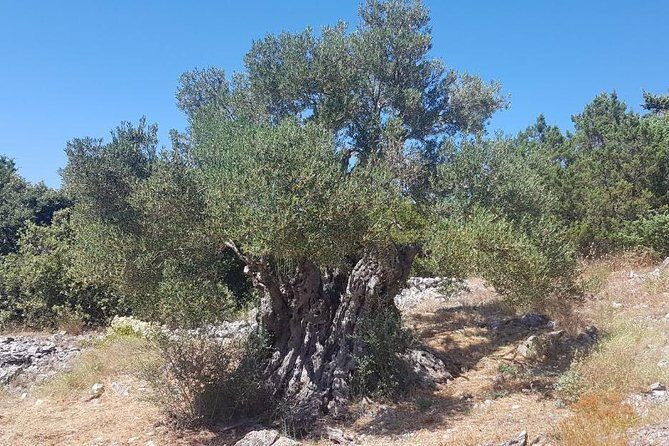 Oldest Olive Tree With Tasting And Lunch - Exploring the Oldest Olive Tree With Tasting And Lunch Tour on Hvar: A Practical Review