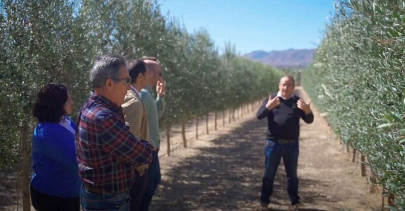 OleoAlmanzora: Guided tour olive groves and EVOO facilities - What Our Previous Reviewers Say