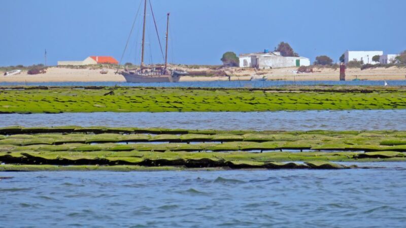 Olhão: 3-Hour Ria Formosa Boat Tour - Downsides and Considerations