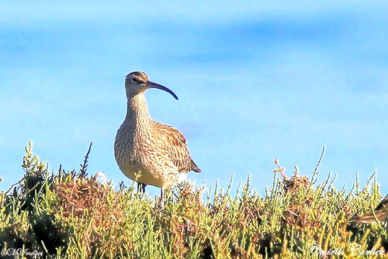 Olhão: 3 Islands Guided Sightseeing Tour with Lunch - The Experience: What Makes It Special