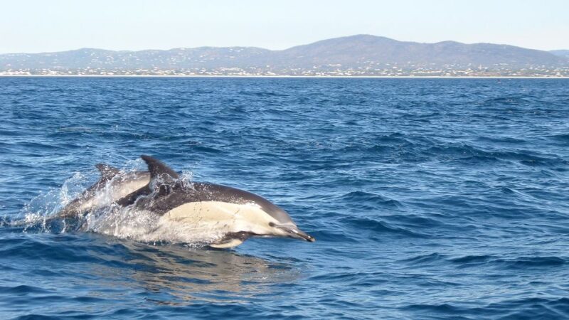 Olhão: Dolphin Observation - The Value of the Tour