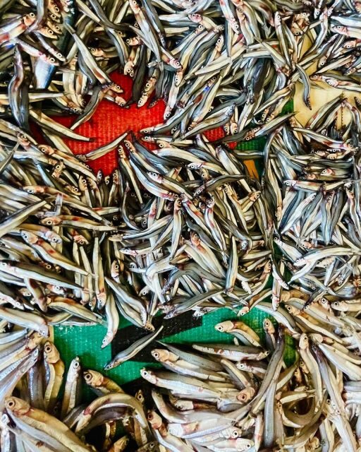 Olhão Fish Market & Food Tour - Who Should Consider This Tour?