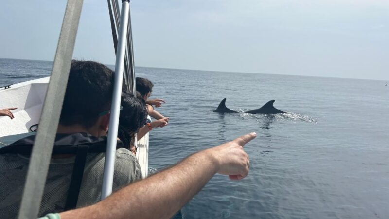 Olhão- Safari Watching Dolphins and other species - Key Points