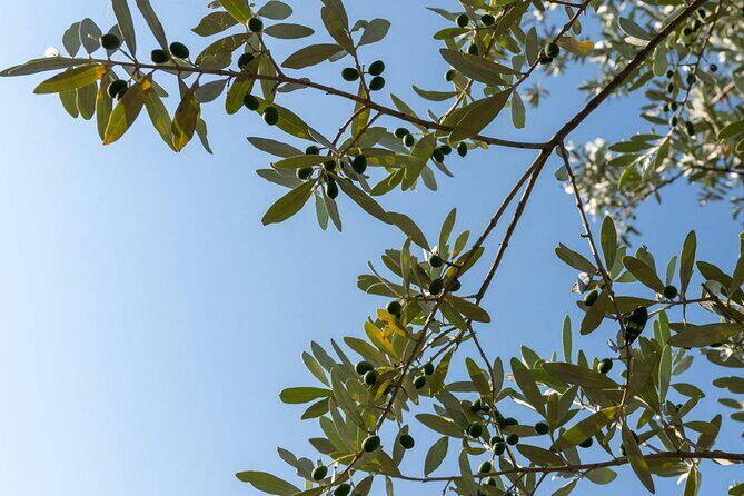 Olio Evo Gold Experience at Frantoio Buonamici in Fiesole - FAQ