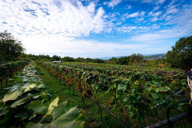 Olive farm & village - An In-Depth Look at the Olive Farm & Village Tour