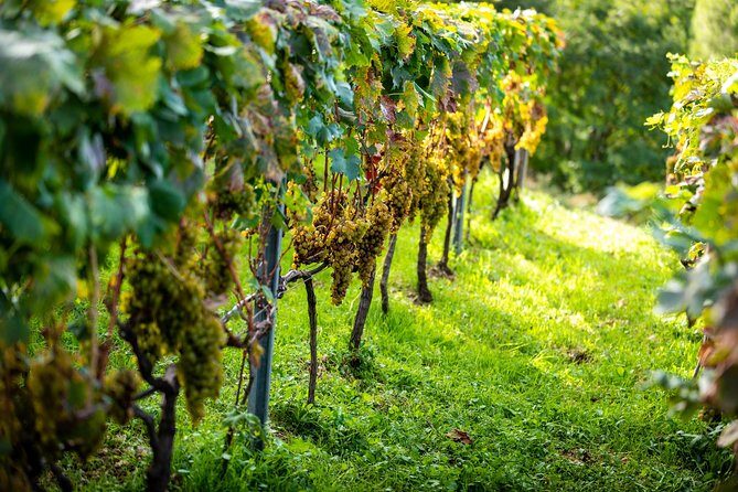 Olive farm & village - Who Will Love This Tour?