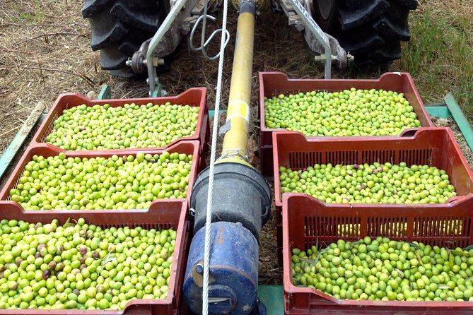 Olive Harvest in Provence - Olive Harvest in Provence: An Honest Look at the Experience