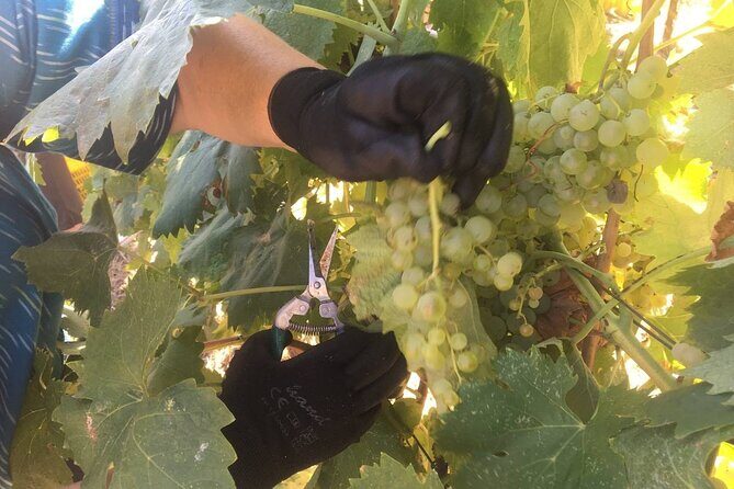 Olive Mill and Winery Experience at Castiglione in Teverina - Is it Worth the Price?