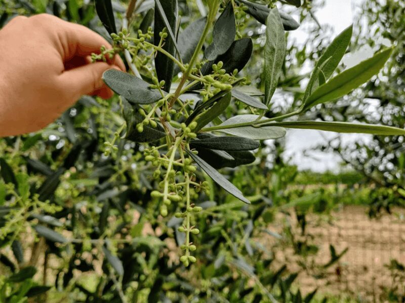 Olive Mill Tour and Tasting in the Padua Hills - The Experience from Visitors’ Perspectives