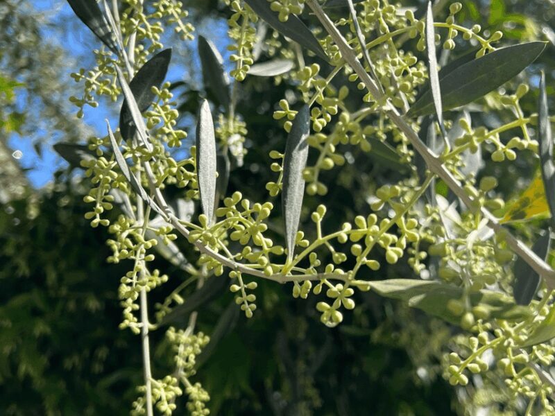 Olive Mill Tour and Tasting in the Padua Hills - FAQs