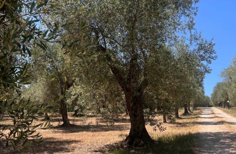 Olive Mill Tour with Olive Oil Tasting in Sassari - What To Expect from the Tour