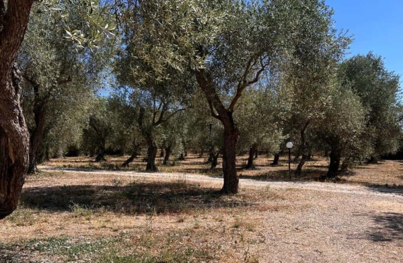Olive Mill Tour with Olive Oil Tasting in Sassari - Diving Into the Details