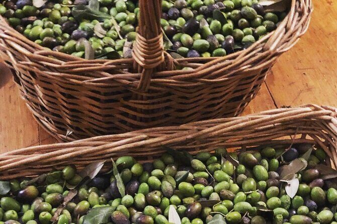 Olive Oil, Cheese, and Wine Tasting with Local Expert - What Our Reviewers Say