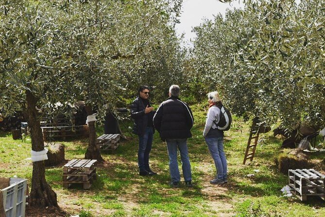 Olive Oil Experience - Final Thoughts