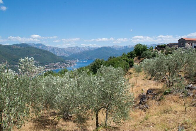 Olive oil farm to fork experience & short walking tour of Kotor - Key Points