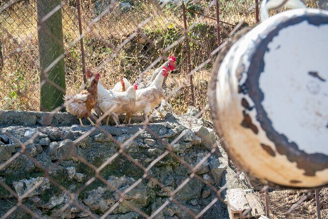 Olive oil farm to fork experience & short walking tour of Kotor - Final Thoughts