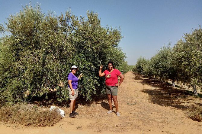 Olive Oil Farm Tour with Tasting from Seville - Key Points