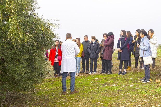 Olive Oil Mill Visit with Extra-Virgin Olive Oil Tasting in Jaén - What to Expect from the Olive Oil Mill Tour