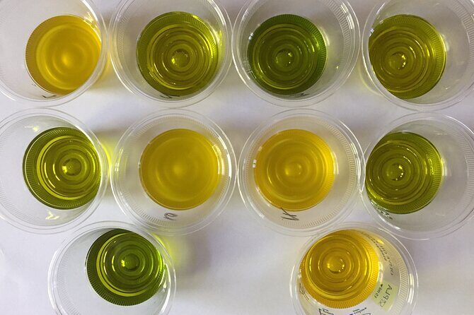 Olive Oil Private Full-Day Tour with Tasting in Valencia - The Itinerary: What You Can Expect