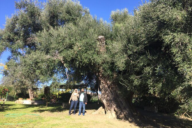Olive Oil Private Full-Day Tour with Tasting in Valencia - FAQs