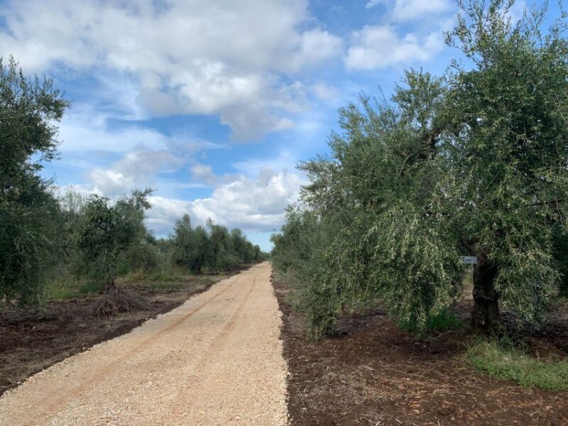 Olive oil tasting and olive grove walking tour - The Guided Tour and Walk