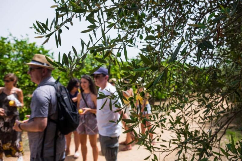 Olive oil tasting in Syracuse, Sicily - Evoo Tour - Key Points