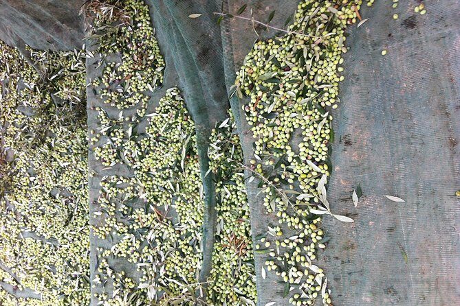 Olive Oil Tasting Tour - What to Expect from the Tour