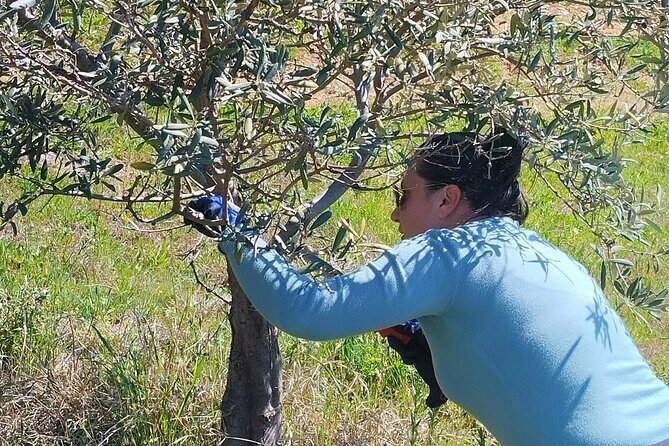 Olive oil tasting with seminar in Metagitsi - Halkidiki - FAQs