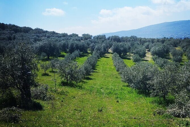 Olive oil tasting with seminar in Metagitsi - Halkidiki - Final Thoughts