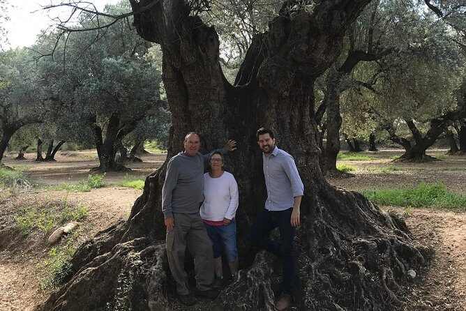 Olive Oil Tour and Visit to Belchite Old Town - How the Day Unfolds: The Itinerary