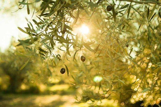 Olive Oil Tour close to Nafplio - Key Points