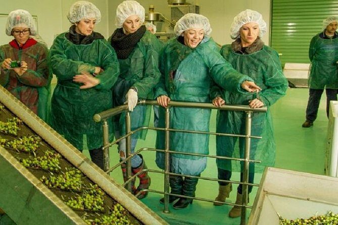 Olive Oil Tour close to Nafplio - A Practical Guide to the Olive Oil Experience Near Nafplio