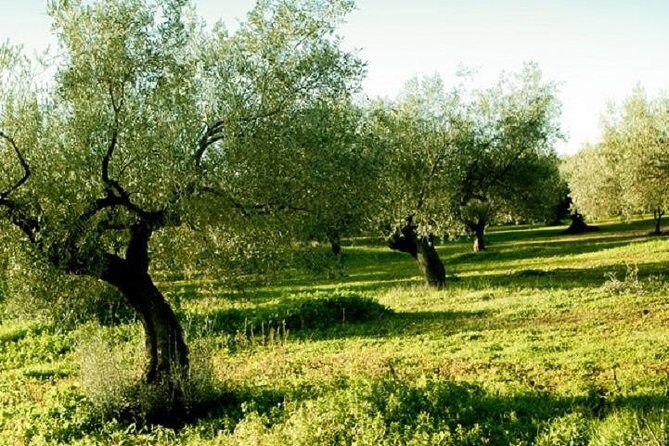 Olive Oil Tour close to Nafplio - Who Is This Tour Best For?