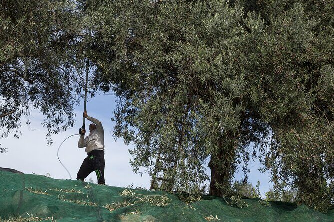 Olive Oil Tour Visit to the oil mill and olive oil tasting - Final Thoughts