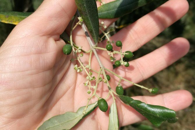 Olive Oil tour with Tuscan dinner - A Detailed Look at the Experience