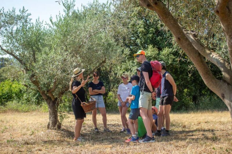 Olive oil: Visit to the olive grove, tasting - Key Points